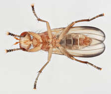 Image of Tetanocera phyllophora Melander 1920