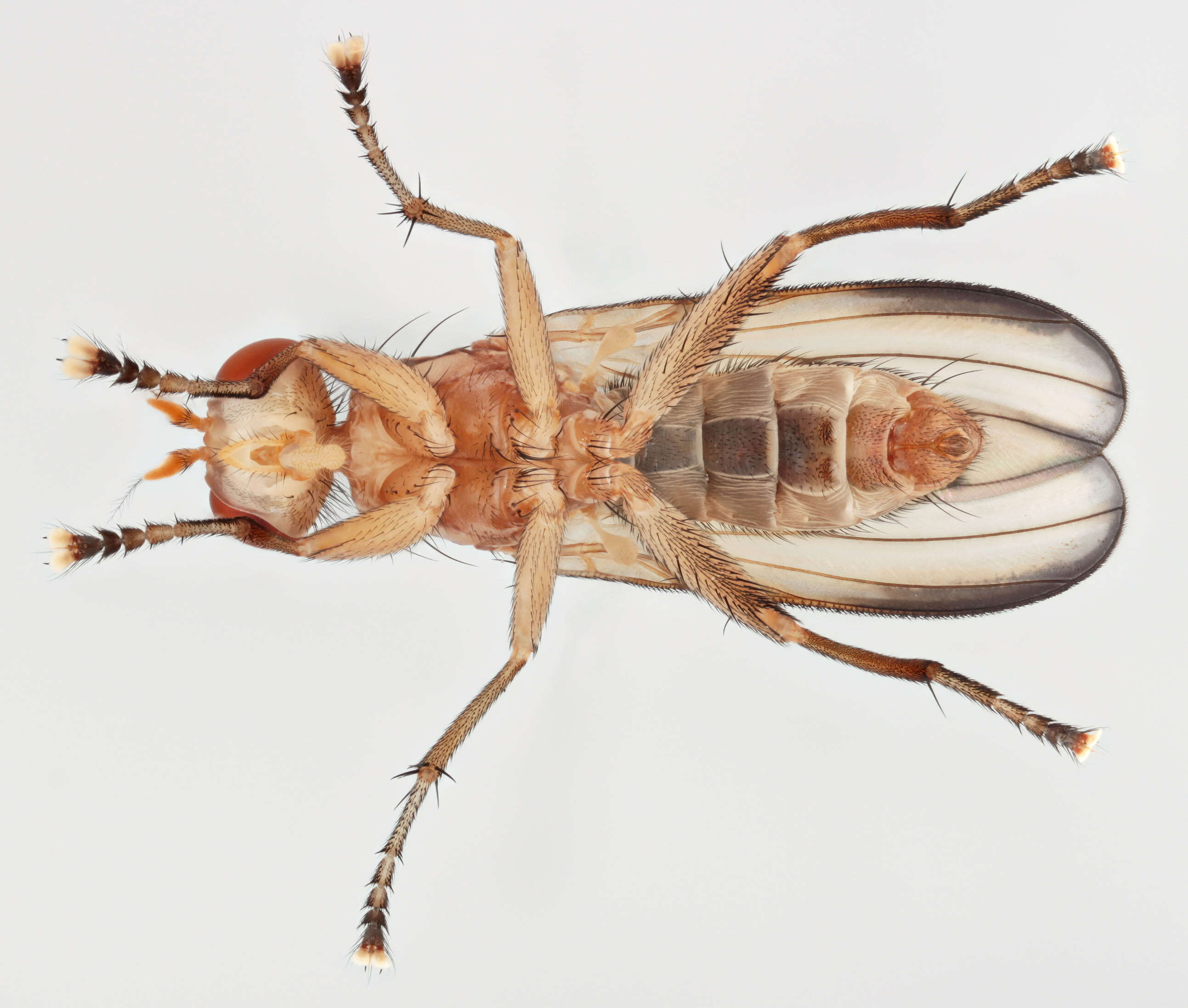 Image of Tetanocera phyllophora Melander 1920