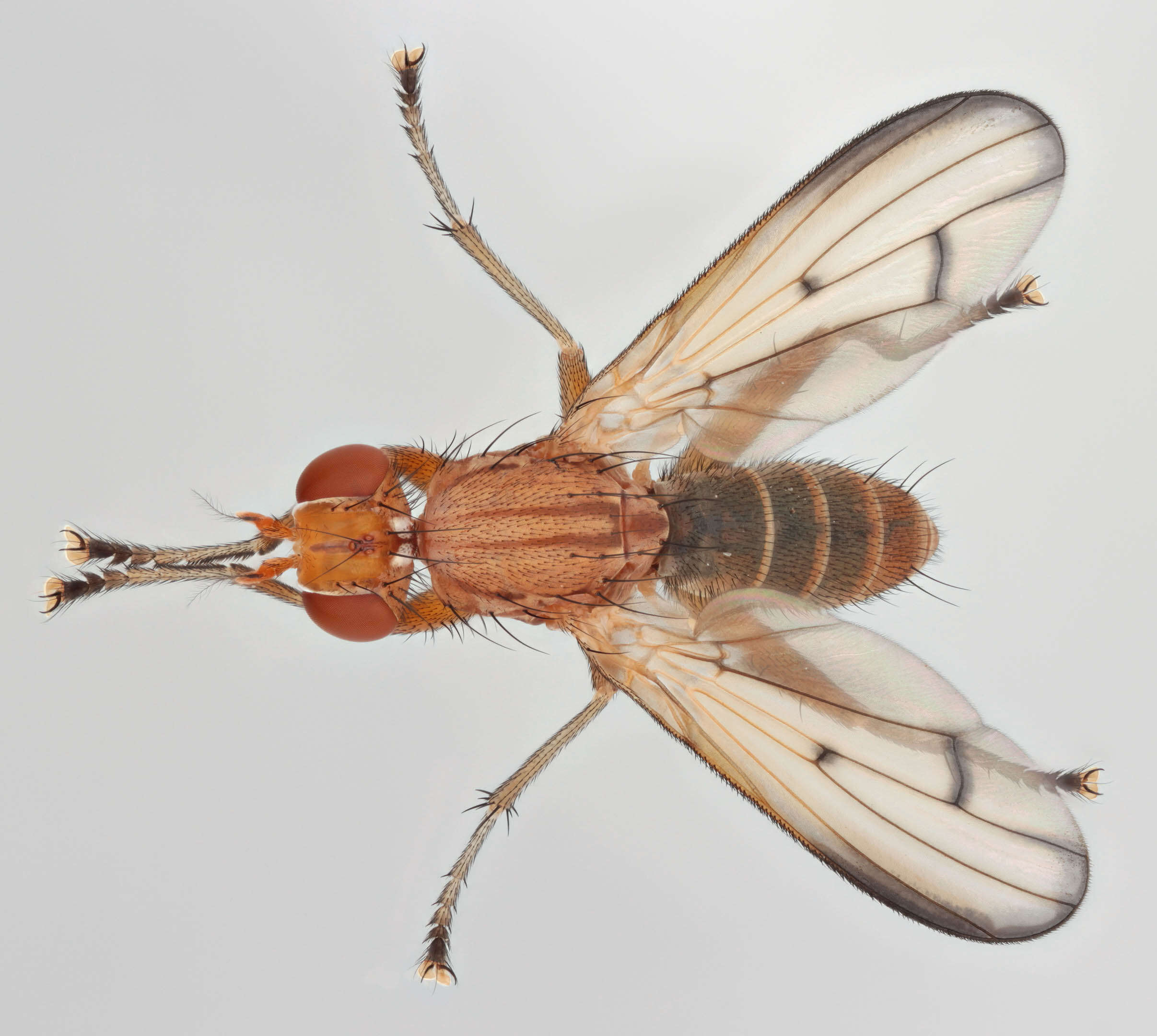 Image of Tetanocera phyllophora Melander 1920