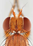 Image of Tetanocera phyllophora Melander 1920