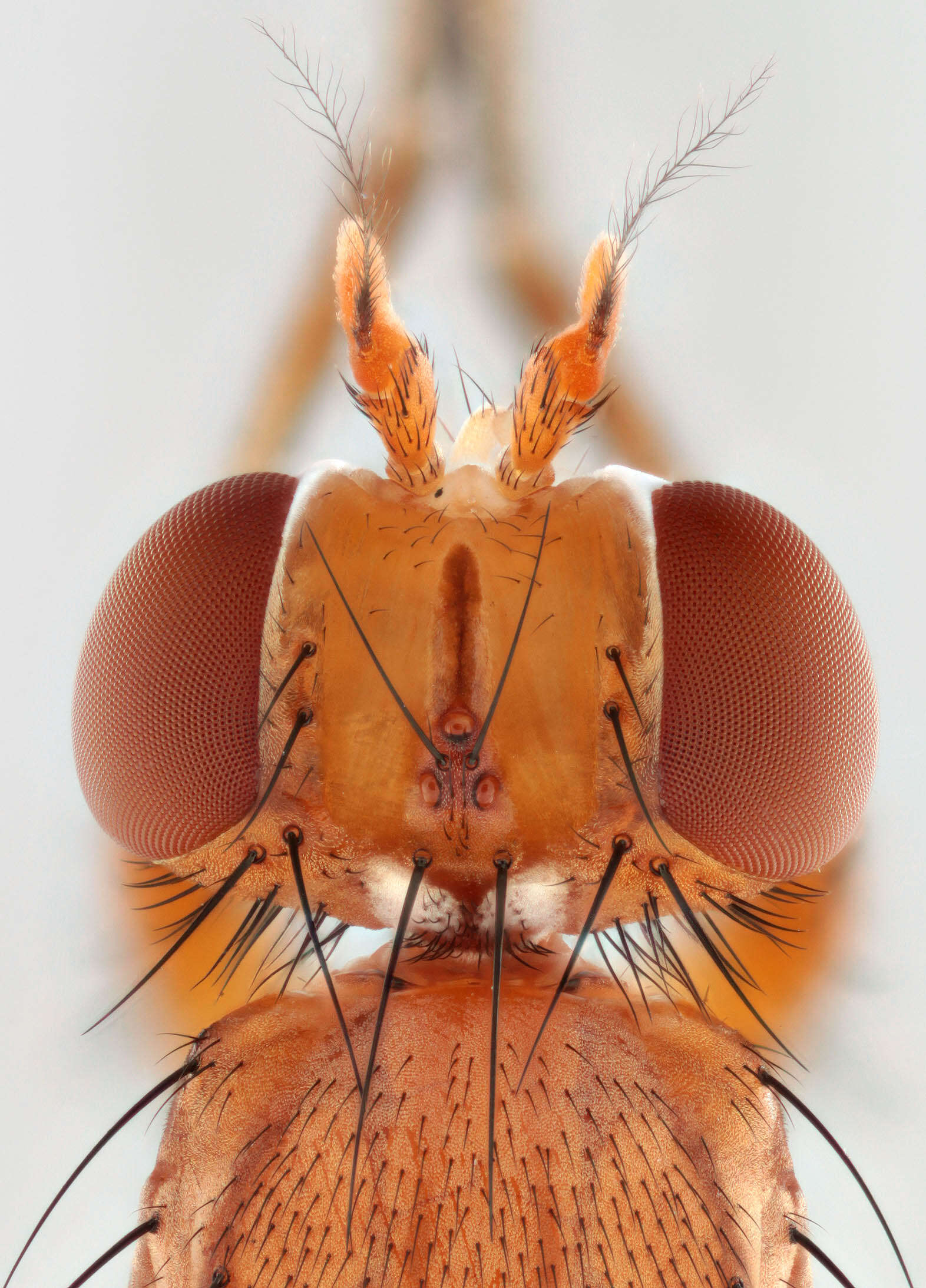 Image of Tetanocera phyllophora Melander 1920