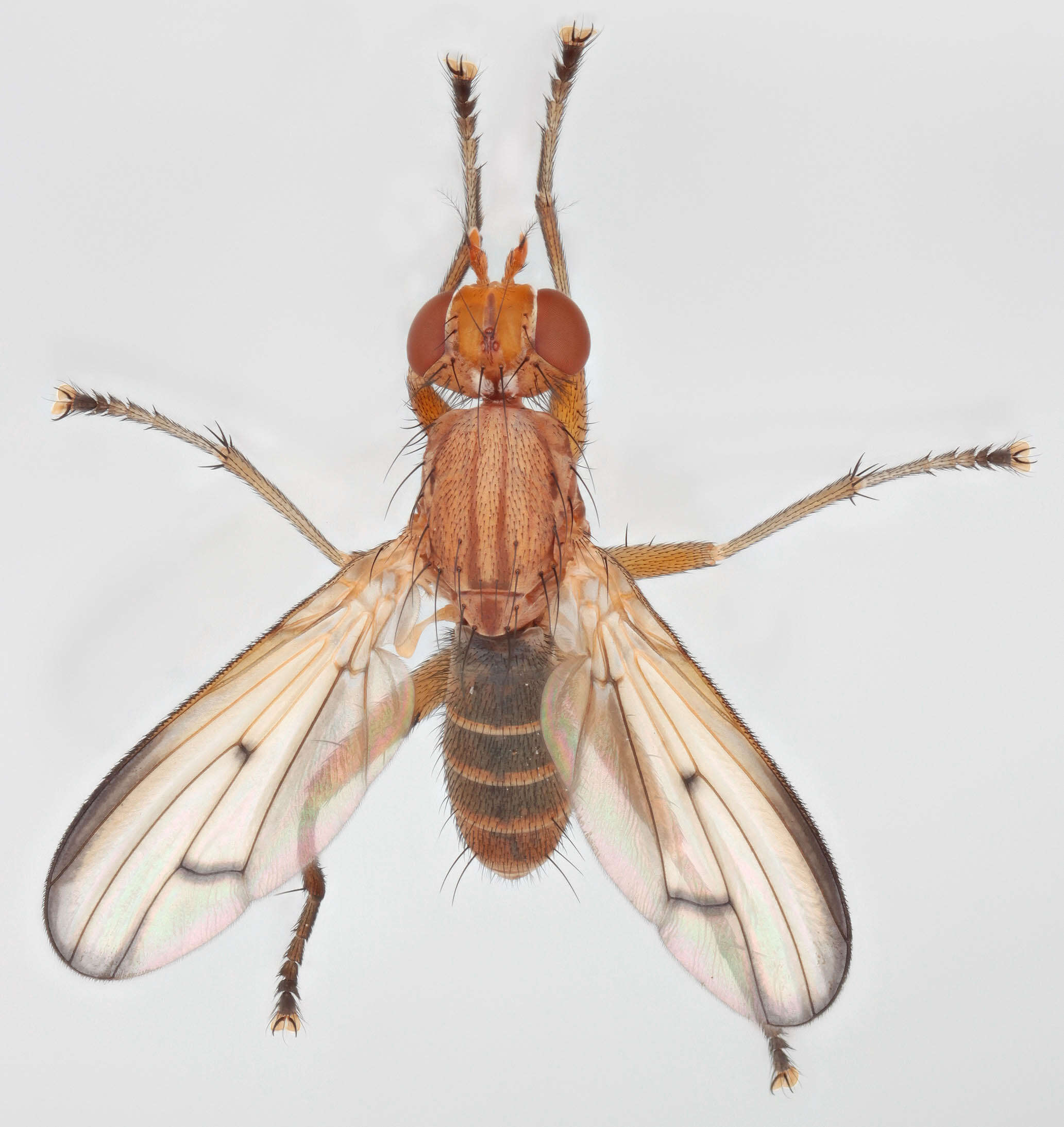 Image of Tetanocera phyllophora Melander 1920