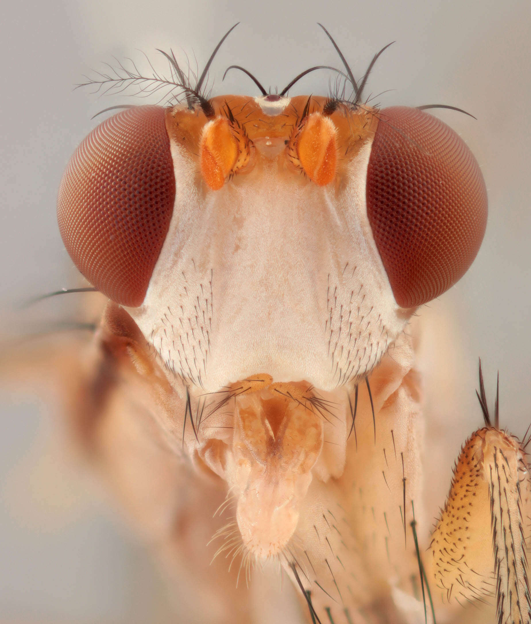 Image of Tetanocera phyllophora Melander 1920