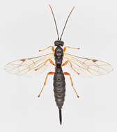 Image of Endromopoda