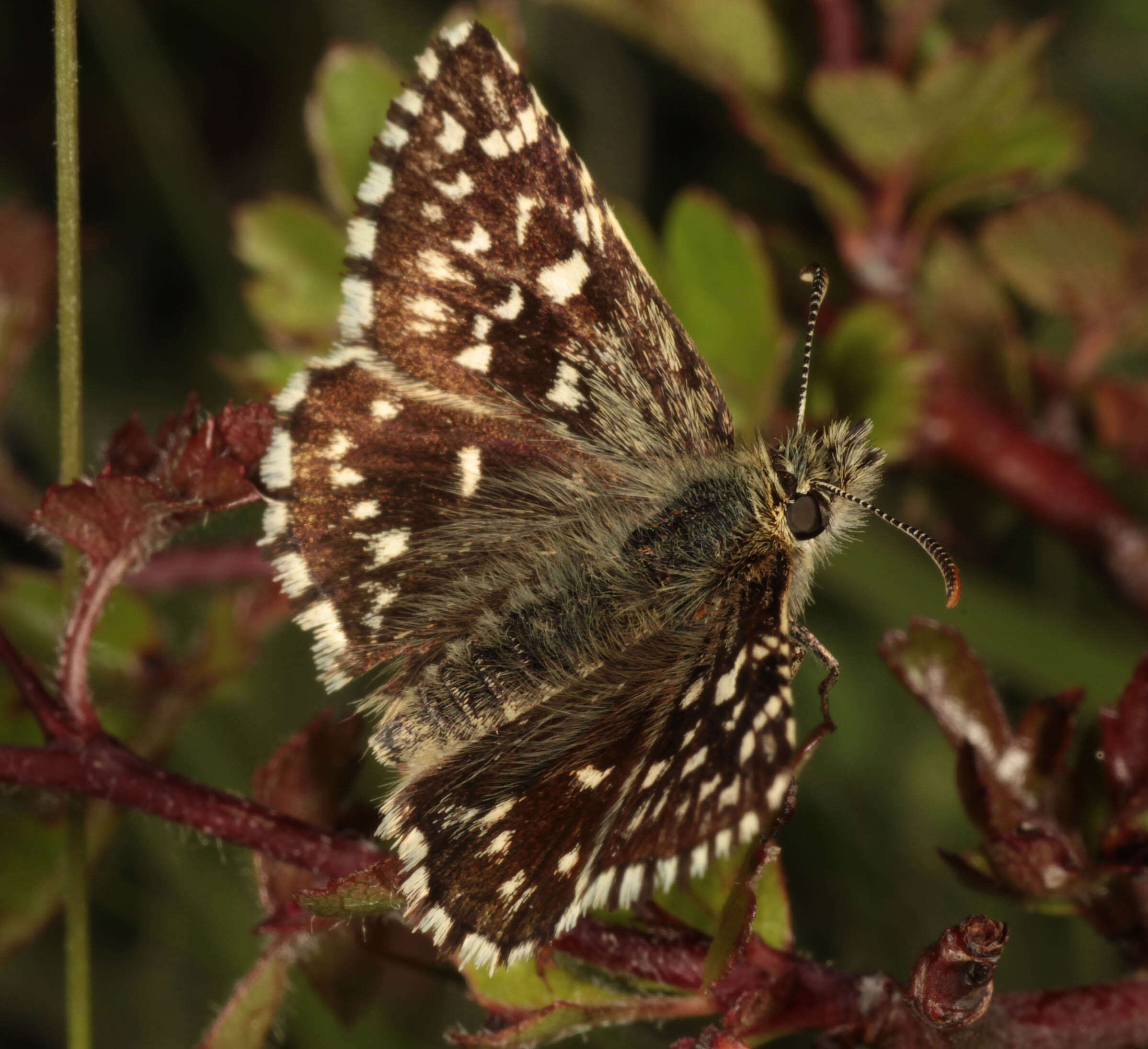 Image of Grizzled skipper