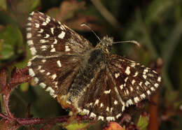 Image of Grizzled skipper