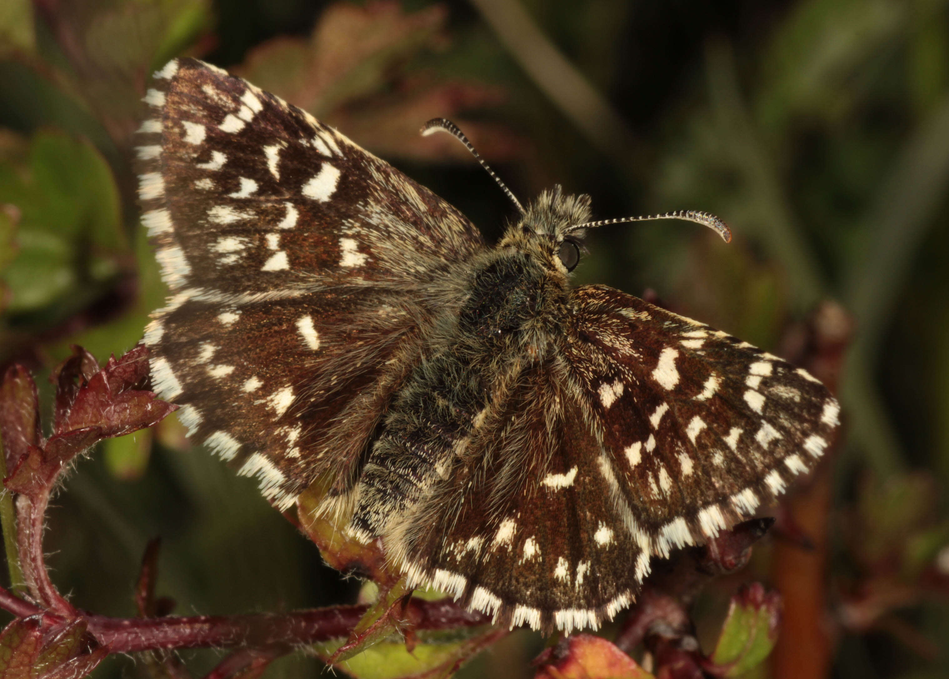 Image of Grizzled skipper