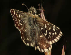 Image of Grizzled skipper