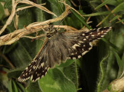 Image of Grizzled skipper