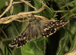 Image of Grizzled skipper