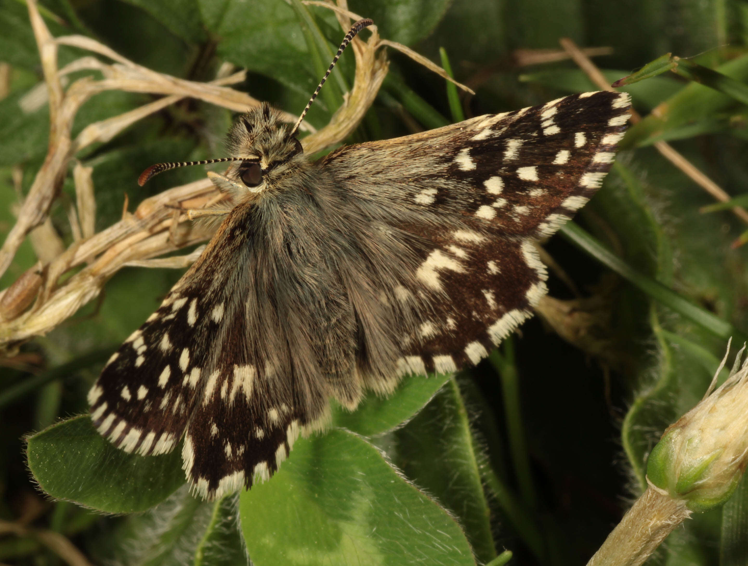 Image of Grizzled skipper