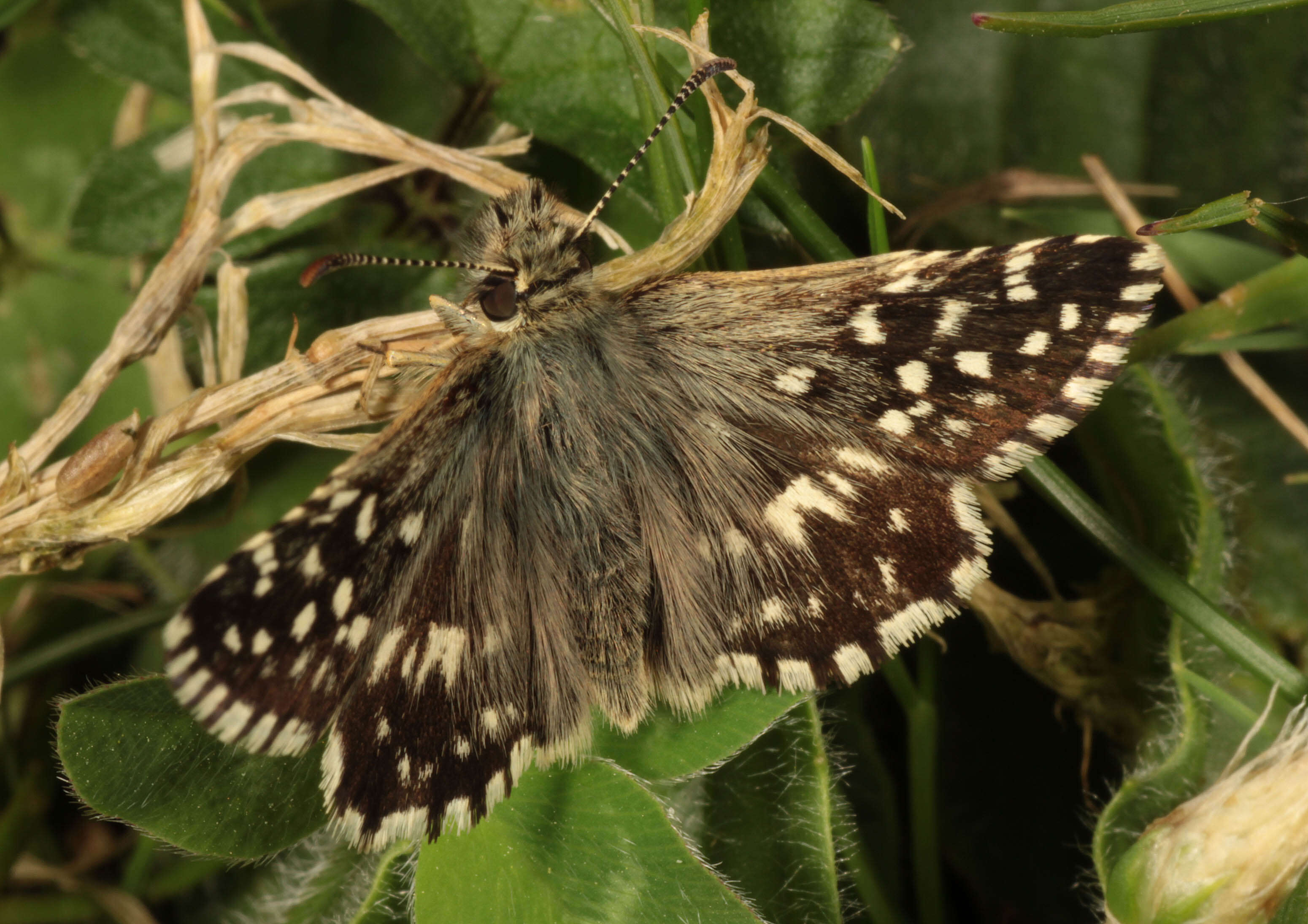 Image of Grizzled skipper