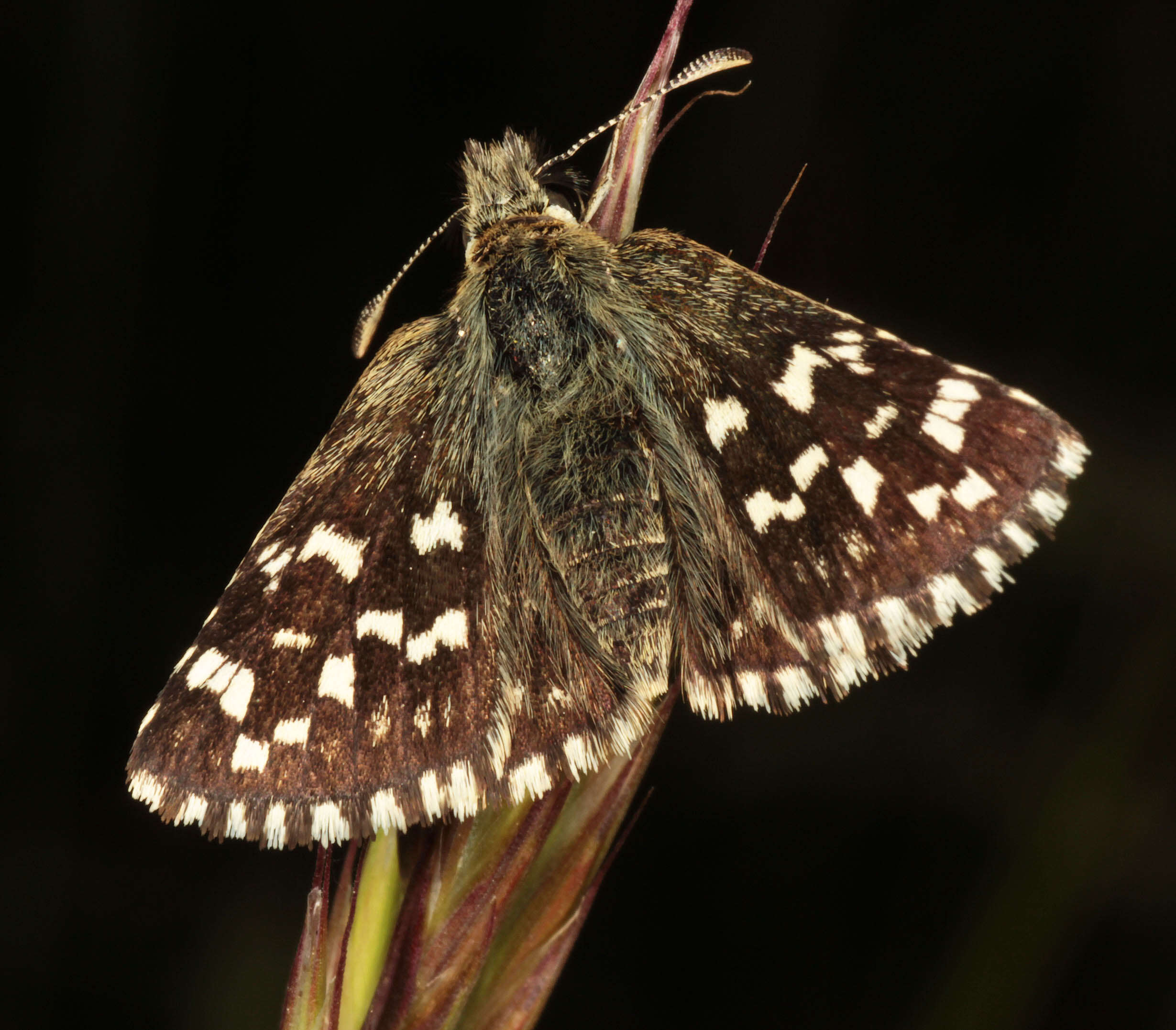 Image of Grizzled skipper