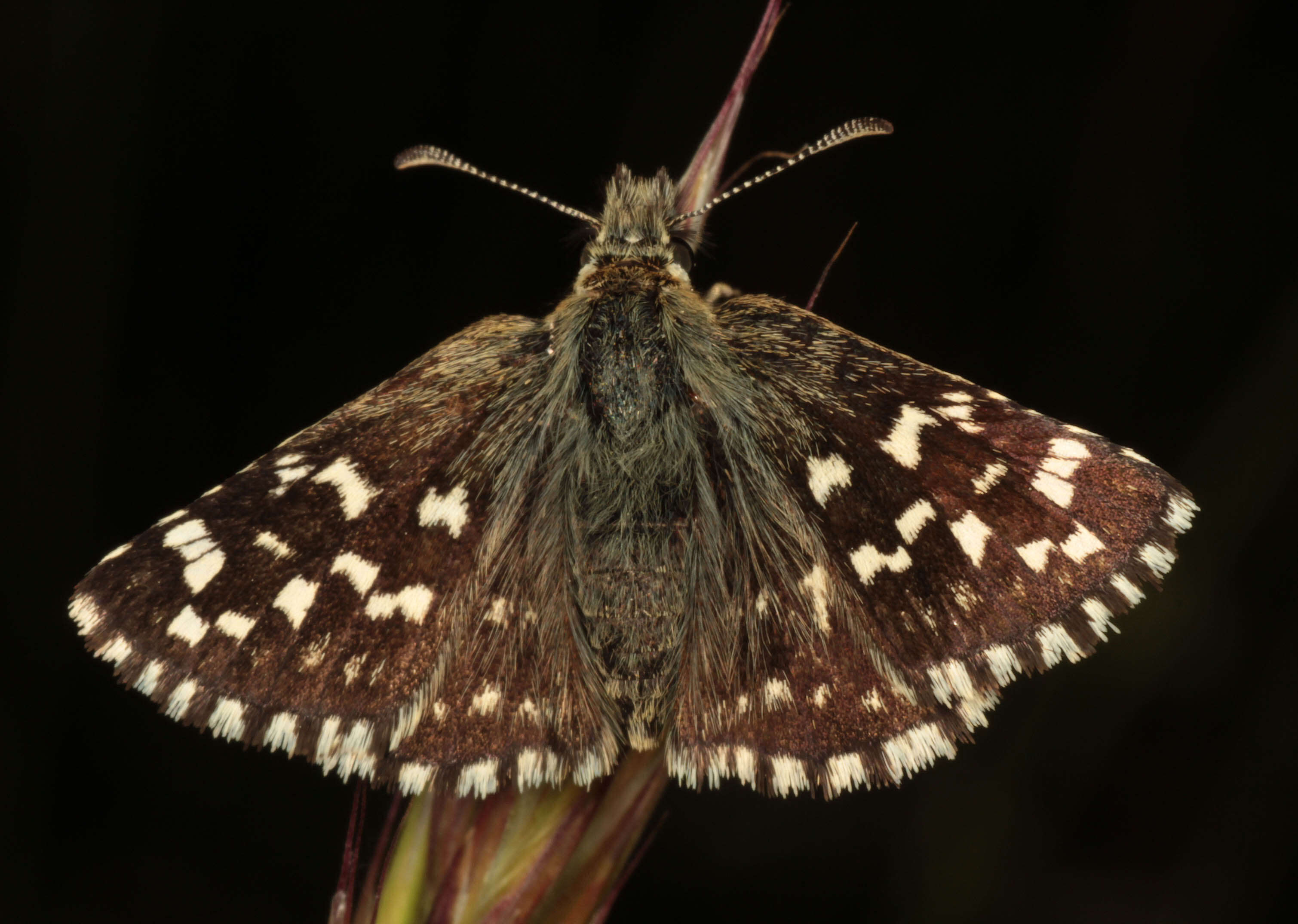 Image of Grizzled skipper