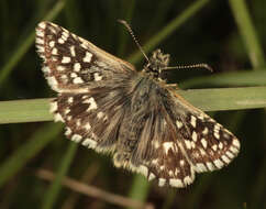 Image of Grizzled skipper