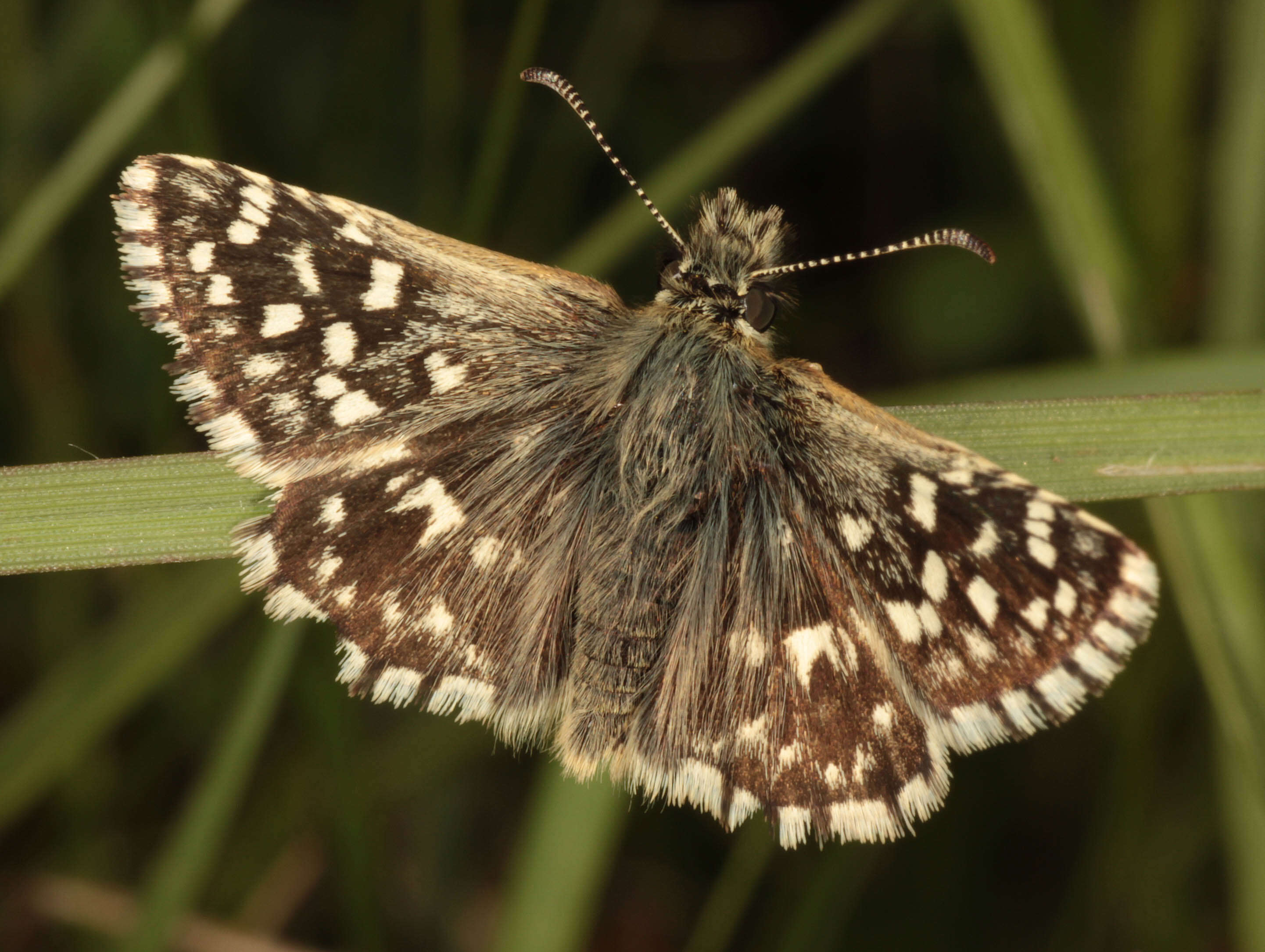 Image of Grizzled skipper