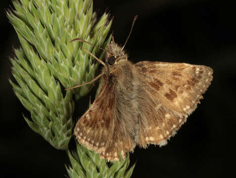 Image of dingy skipper