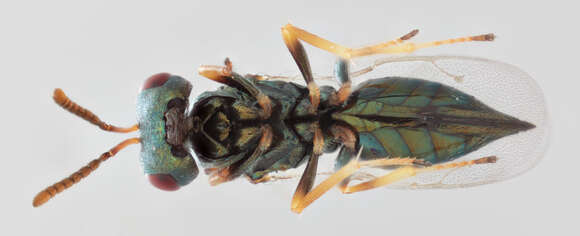 Image of Pteromalus hieracii (Thomson 1878)