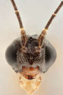 Image of Macrocentrus collaris (Spinola 1808)