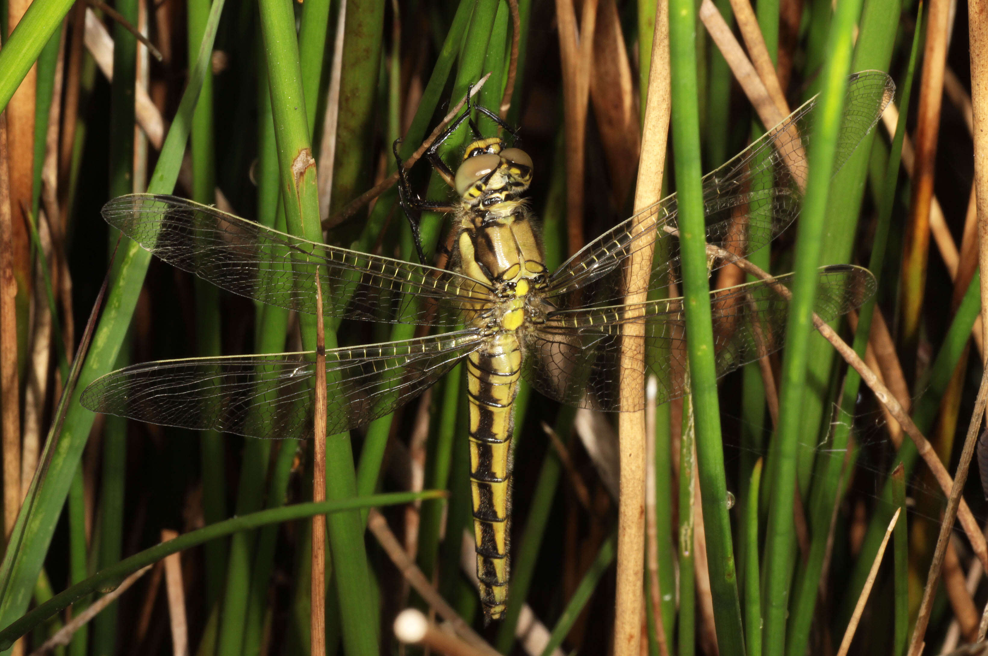 Image of Black-tailed Skimmer