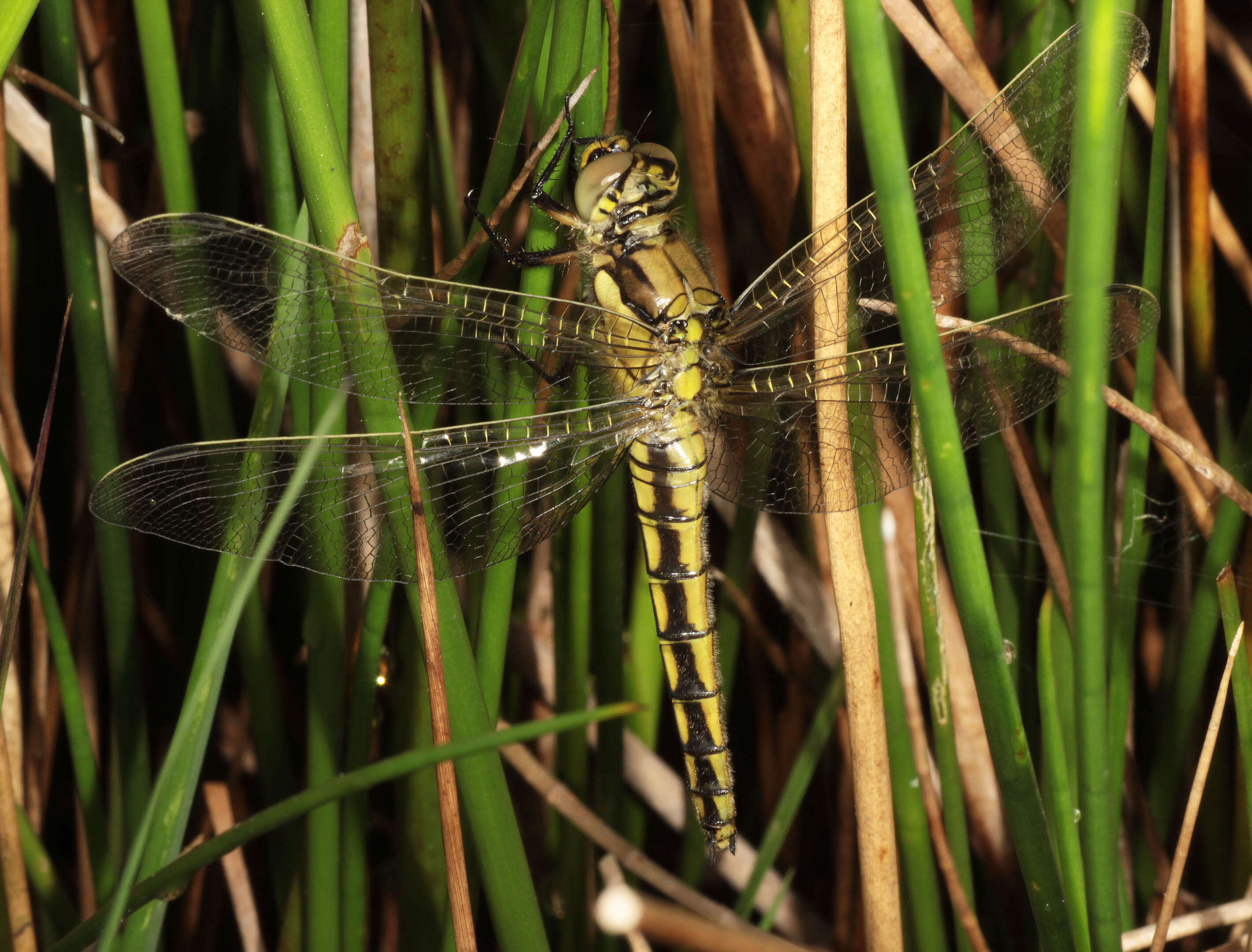 Image of Black-tailed Skimmer