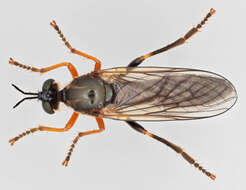 Image of Dioctria rufipes (Scopoli 1763)