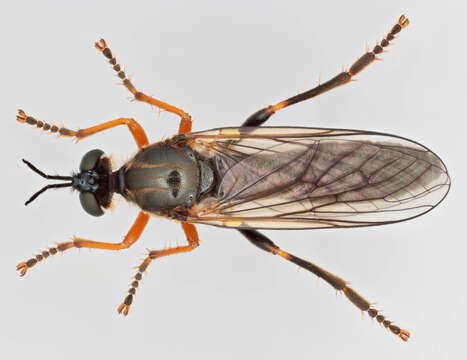 Image of Dioctria rufipes (Scopoli 1763)