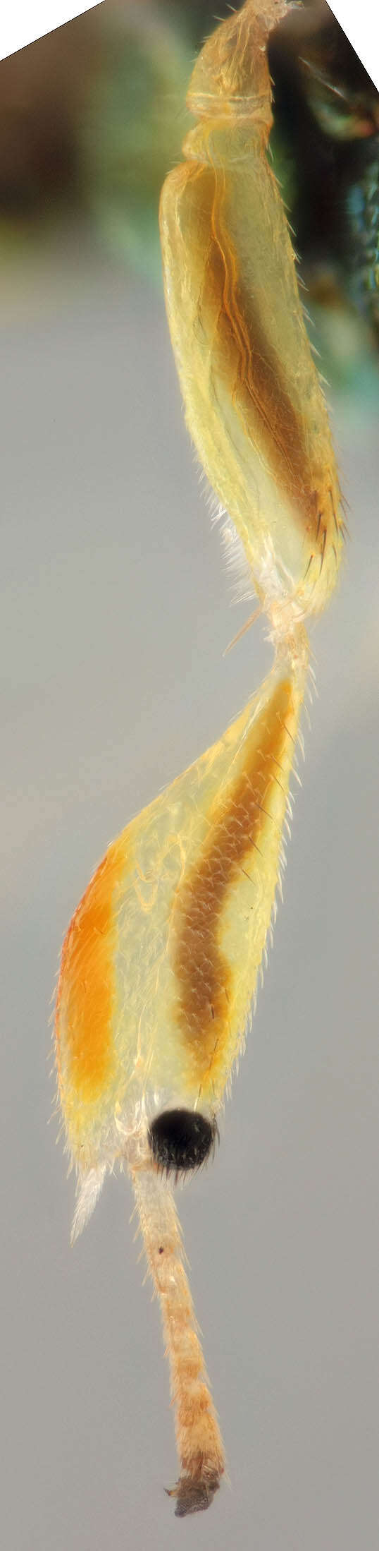 Image of Mesopolobus tibialis (Westwood 1833)