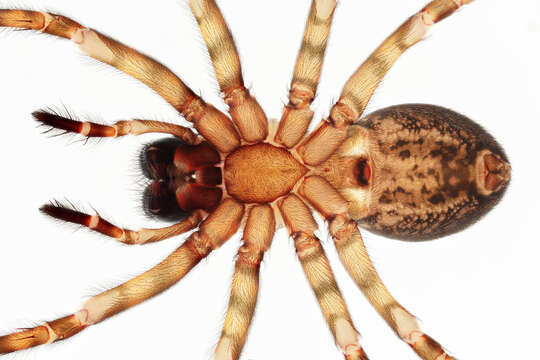 Image of Lace webbed spider