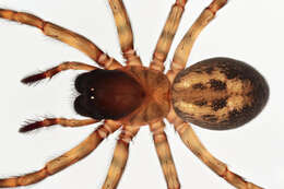 Image of Lace webbed spider