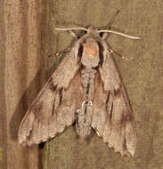 صورة Sphinx pinastri Linnaeus 1758