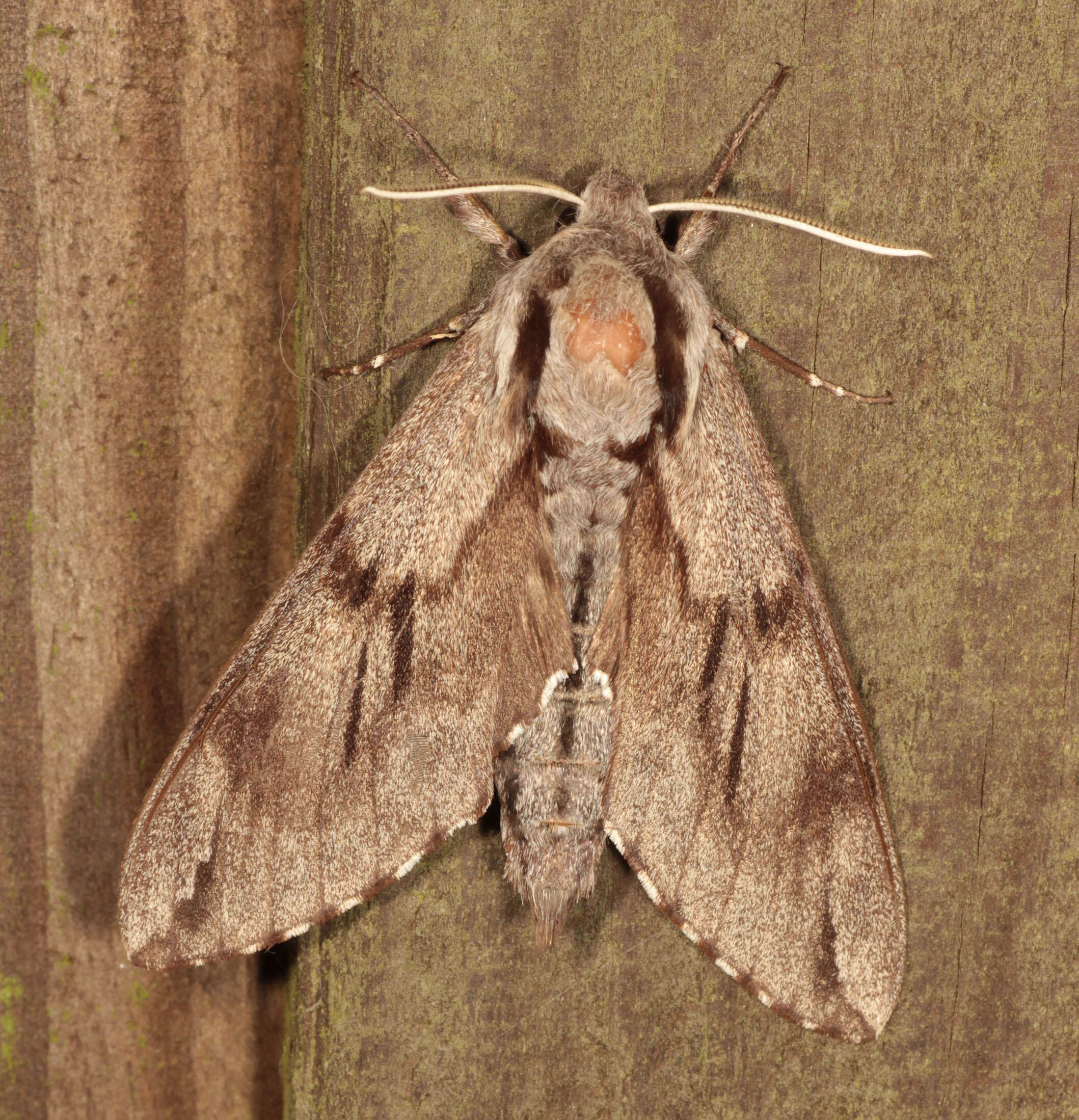 Image of Pine hawkmoth