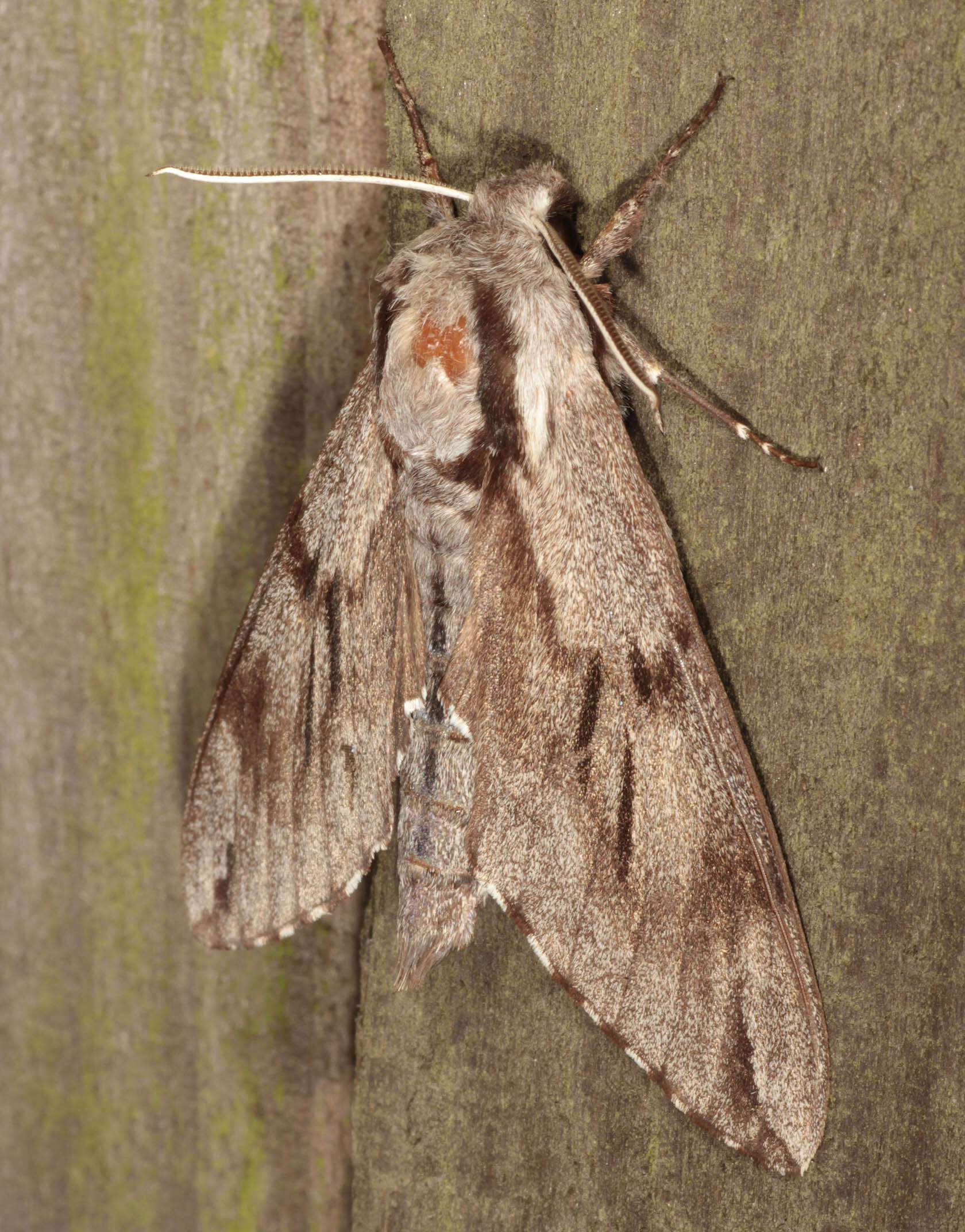 Image of Pine hawkmoth