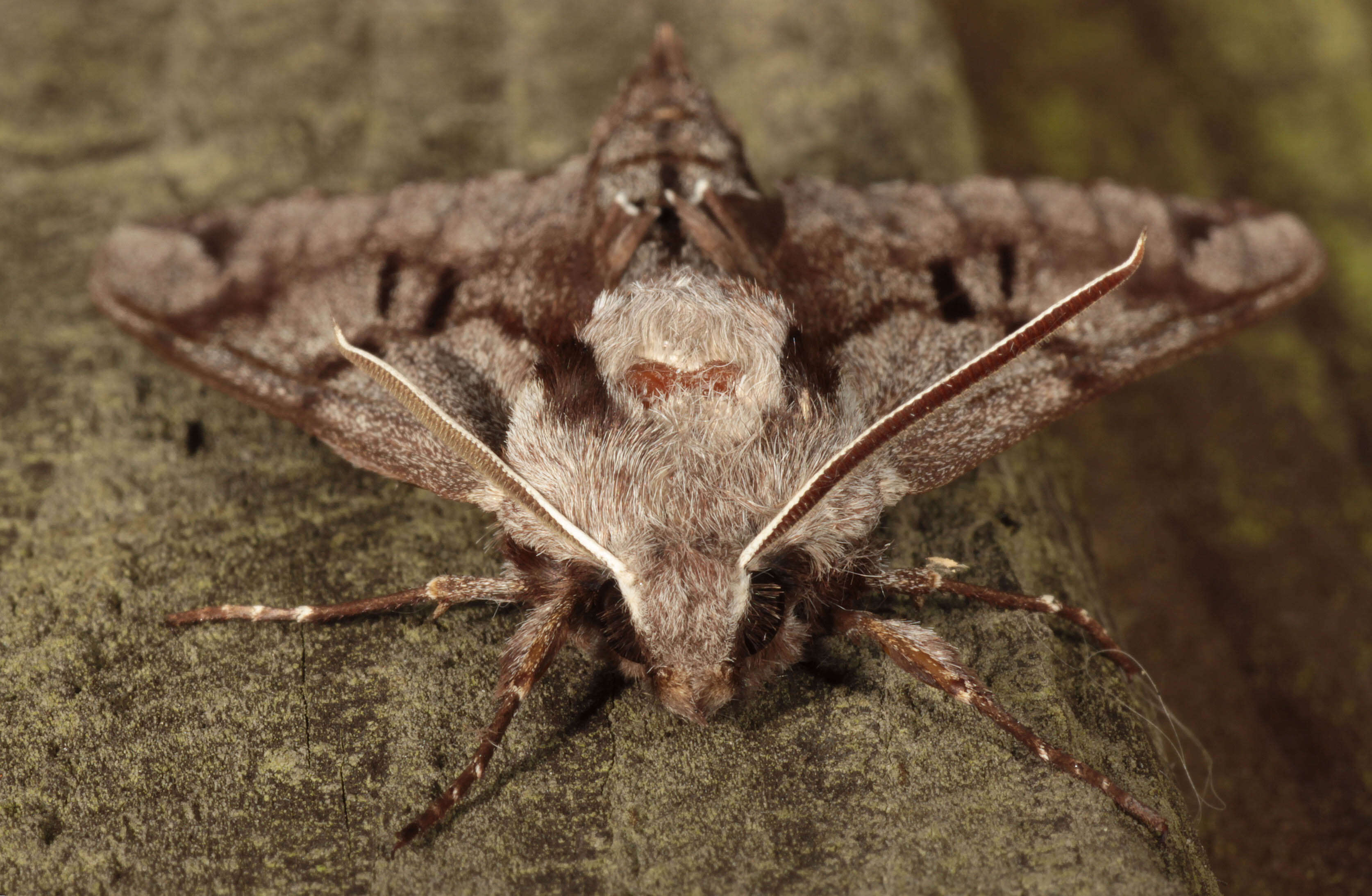 Image of Pine hawkmoth