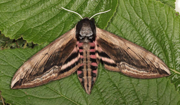 Image of privet hawk-moth