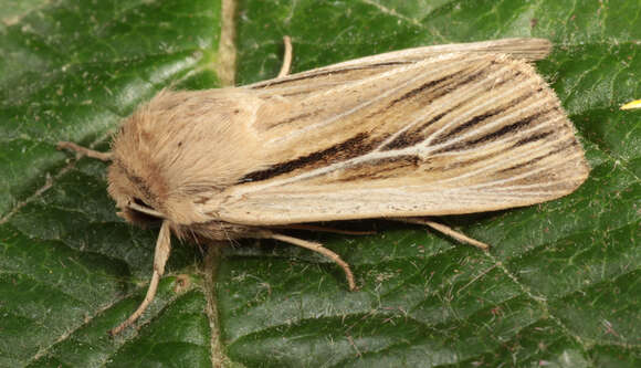 Image of shoulder-striped wainscot