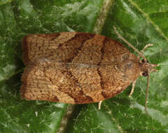 Image of barred fruit-tree tortrix