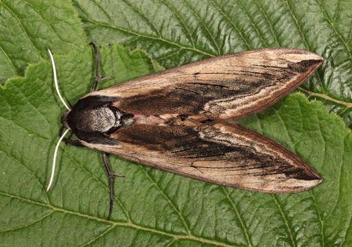 Image of privet hawk-moth