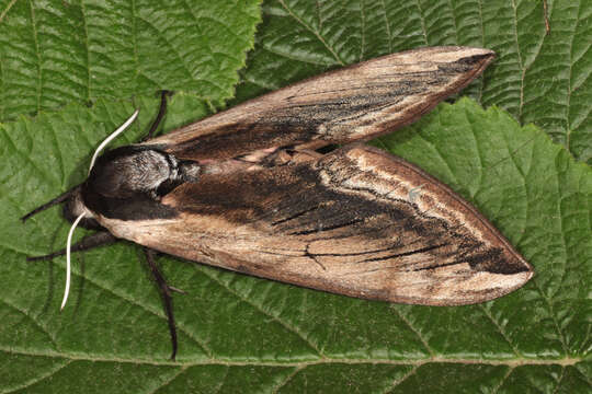 Image of privet hawk-moth