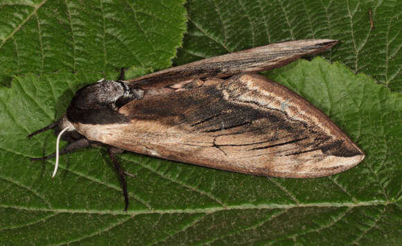 Image of privet hawk-moth