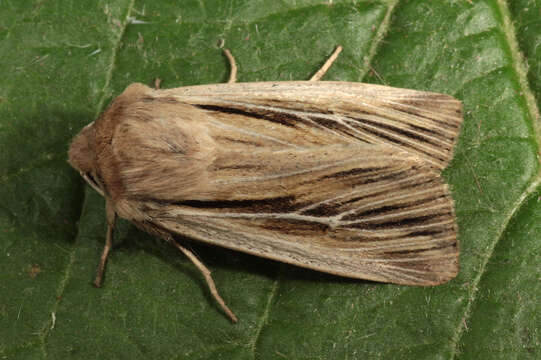 Image of shoulder-striped wainscot