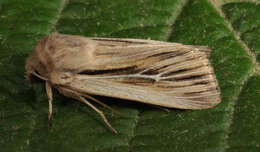 Image of shoulder-striped wainscot