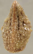 Image of Crocodyloidea