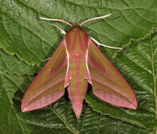 Image of elephant hawk-moth