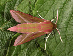 Image of elephant hawk-moth