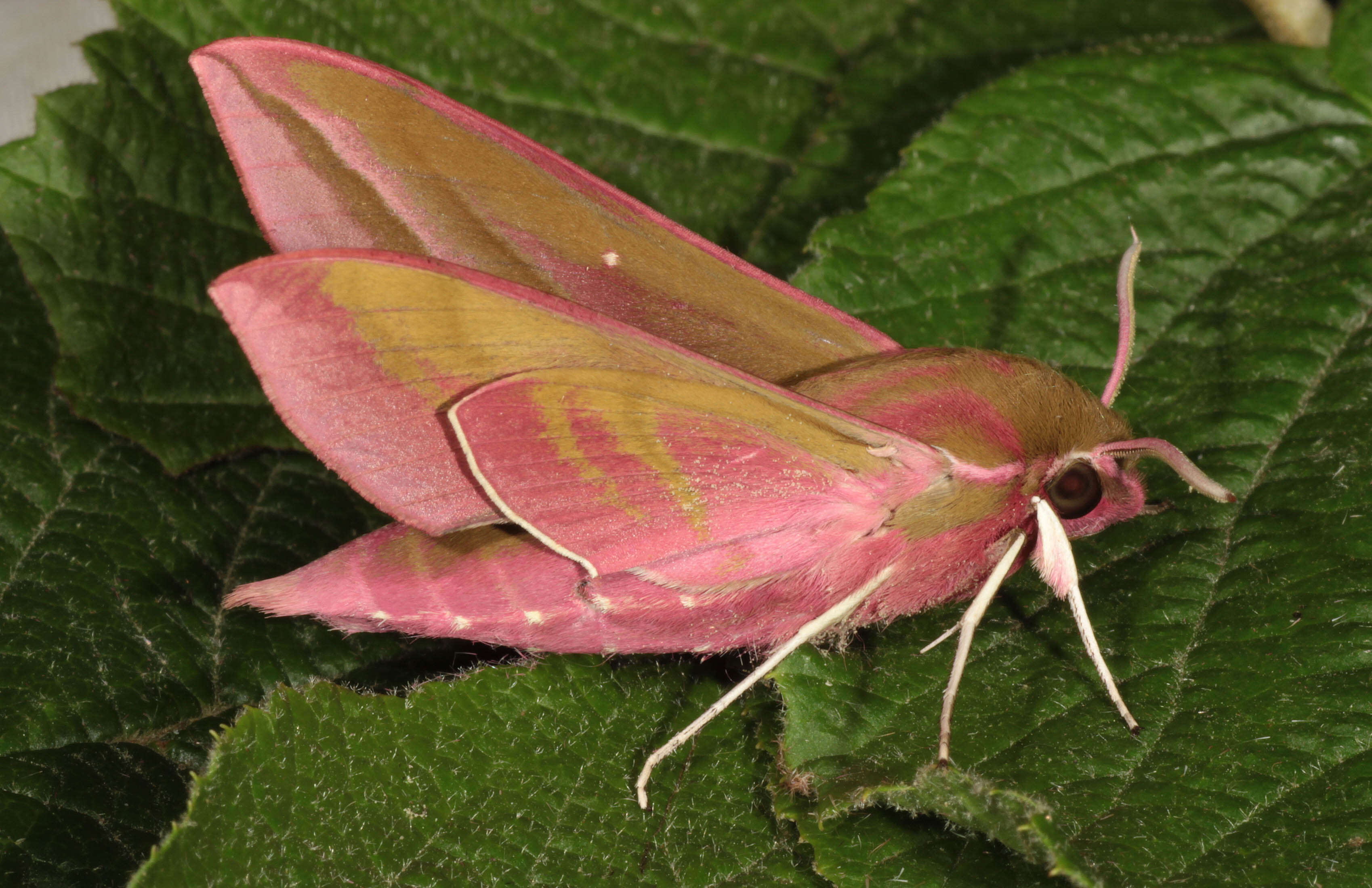 Image of elephant hawk-moth