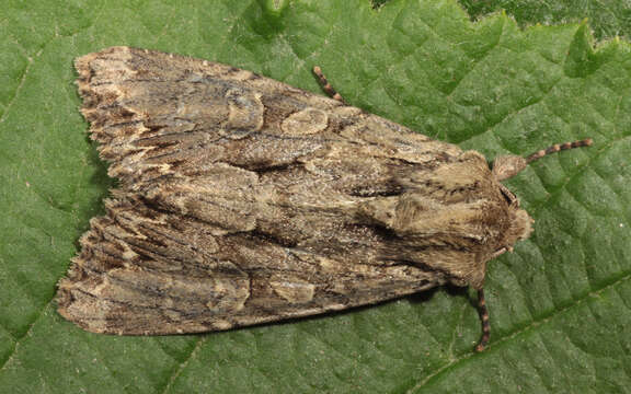 Apamea monoglypha Hufnagel 1767的圖片