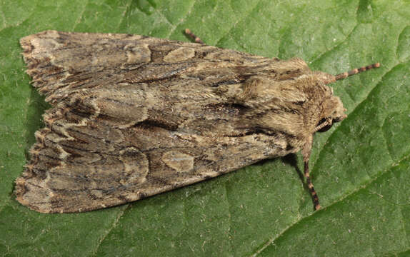 Apamea monoglypha Hufnagel 1767的圖片