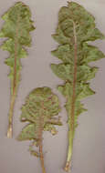 Image of Puccinia hieracii (Röhl.) H. Mart. 1817