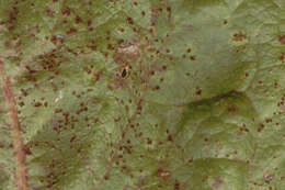 Слика од Puccinia hieracii (Röhl.) H. Mart. 1817